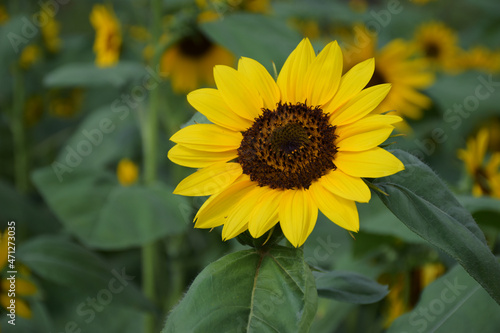 beautiful sunflowers in the garden