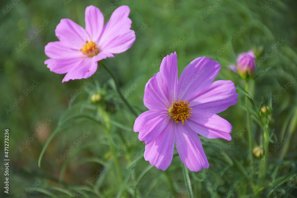 Soft focus Pink cosmos with yellow stamens in the flower garden. Soft focus Pink cosmos with yellow stamens in the flower garden.