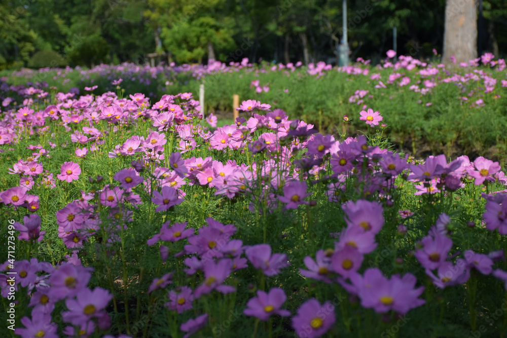 Soft focus Pink cosmos with yellow stamens in the flower garden.