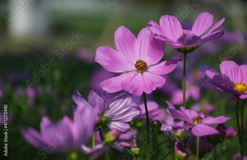 Soft focus Pink cosmos with yellow stamens in the flower garden.