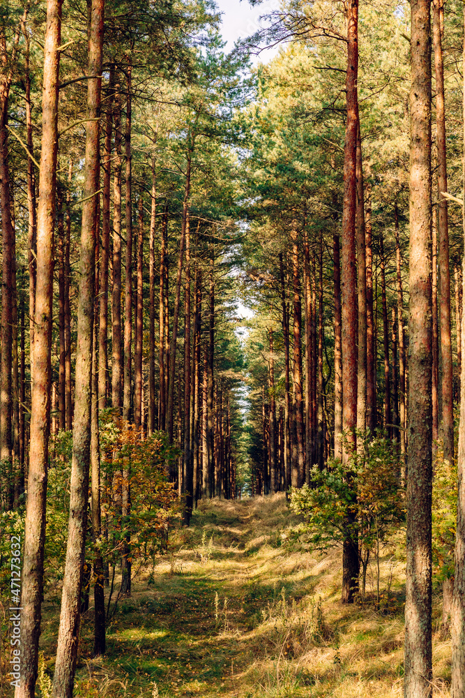 Fototapeta premium Pine forest in the autumn morning, ecological trail in a beautiful forest with perspective, green Leaves in sunlight and long shadows, fresh air. Curonian Spit, Kaliningrad region.