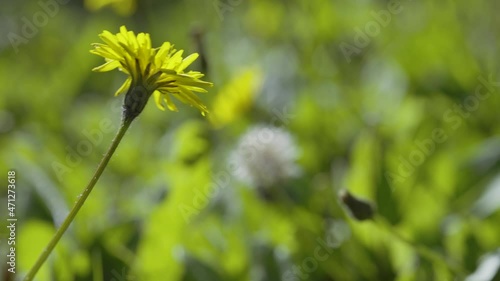 Bee flying on yellow flower, insect pollination, sunny outdoor, slow-motion