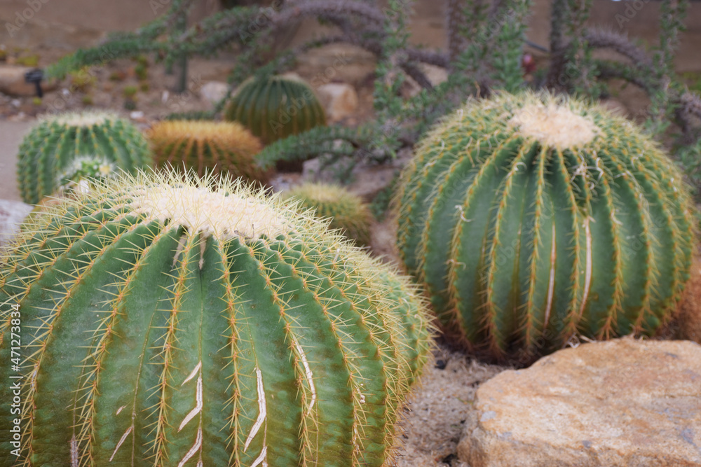 Grove with cactuses in the garden.golden ball cactus (Echinocactus grusonii) in botanical garden Grove with cactuses in the garden.golden ball cactus (Echinocactus grusonii) in botanical garden