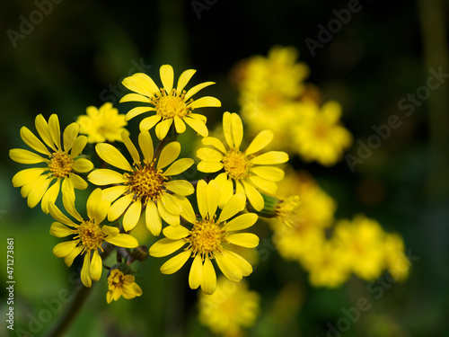 オオツワブキの黄色い花