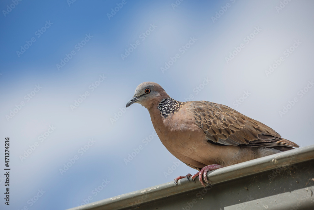 Close-up of spotted dove (pigeon) on a roof with the blue sky and white clouds in the background Close-up of spotted dove (pigeon) on a roof with the blue sky and white clouds in the background