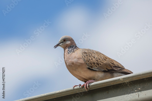 Close-up of spotted dove (pigeon) on a roof with the blue sky and white clouds in the background