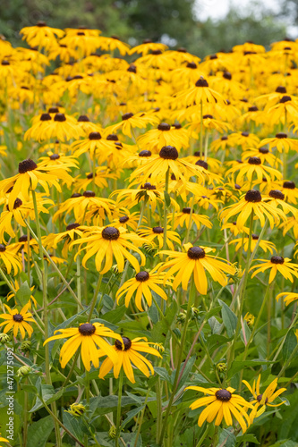 Rudbeckia fulgida var. sullivantii 'Goldsturm' – Sonnenhut photo