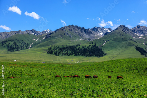 Green grass and mountain natural scenery in Xinjiang