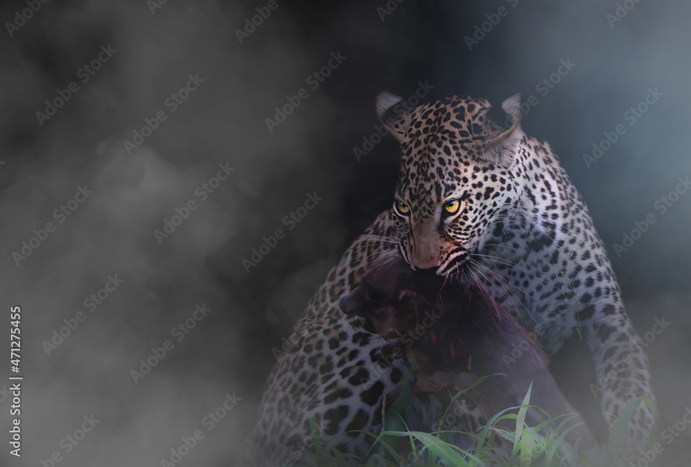 Naklejka premium Leopard with a kill in smoke