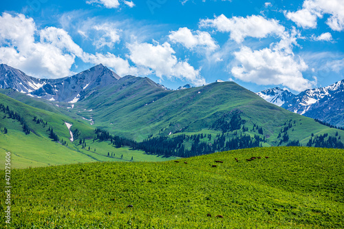 Beautiful mountains and green grass with forest