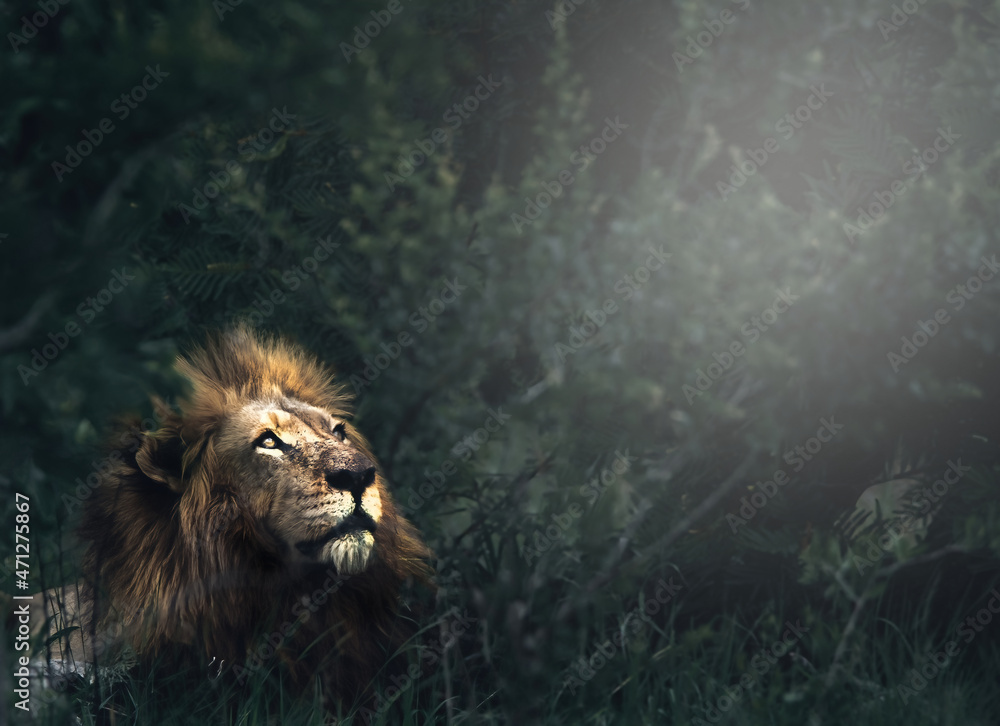 Naklejka premium Huge male lion art in the wild