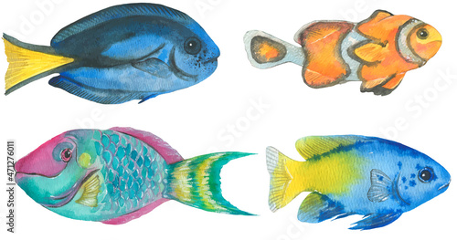 Colorful exotic fishes collection.