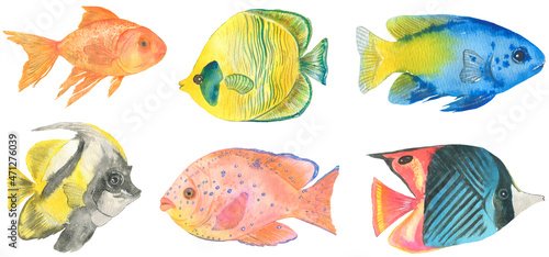 Colorful exotic fishes collection.