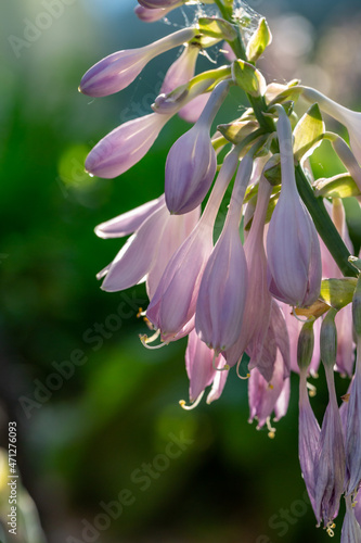 Blooming lilac Hosta flower in a summer sunset light macro photography. Plantain lilies flowering plant with violet petals close-up photo in summertime. Fresh pink hostas flowers background.