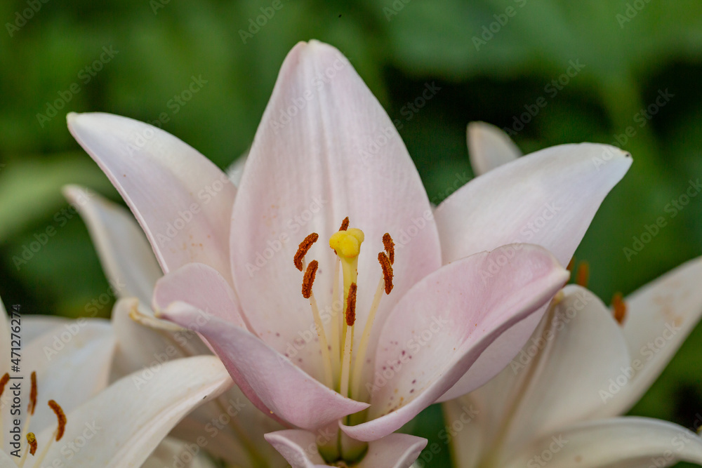 Blooming white and pink lilies in summer sunset light macro photography. Garden lily with white and pink petals in summertime, close-up photography. Blooming white and pink lilies in summer sunset light macro photography. Garden lily with white and pink petals in summertime, close-up photography.