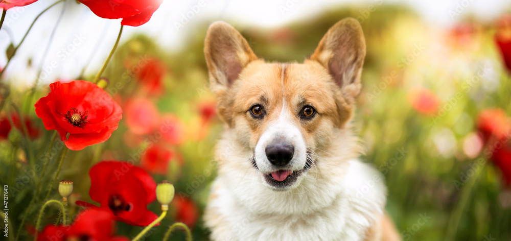 portrait of a cute corgi dog among bright red poppies flowers in a summer sunny garden