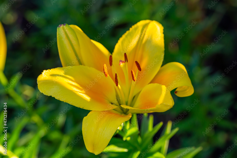 Blooming yellow lily in a summer sunset light macro photography. Garden lillies with bright orange petals in summertime, close-up photography. Large flowers in sunny day floral background. Blooming yellow lily in a summer sunset light macro photography. Garden lillies with bright orange petals in summertime, close-up photography. Large flowers in sunny day floral background.