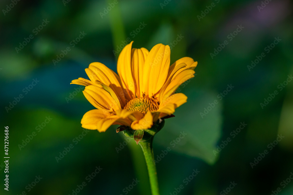 Blossom false sunflower on a green background on a summer sunny day macro photography. Garden rough oxeye flower with yellow petals in summertime, close-up photo. Yellow daisy floral background. Blossom false sunflower on a green background on a summer sunny day macro photography. Garden rough oxeye flower with yellow petals in summertime, close-up photo. Yellow daisy floral background.