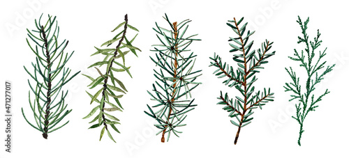 Set of watercolor fir branches isolated on white background. Winter christmas tree green plant illustration