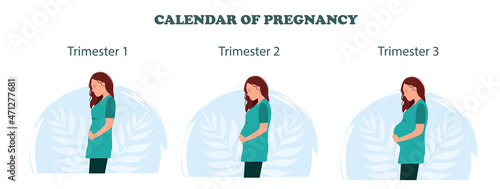 A body shape of pregnant woman according to the trimesters of pregnancy, calendar of pregnancy, healthy pregnancy concept, flat vector illustration