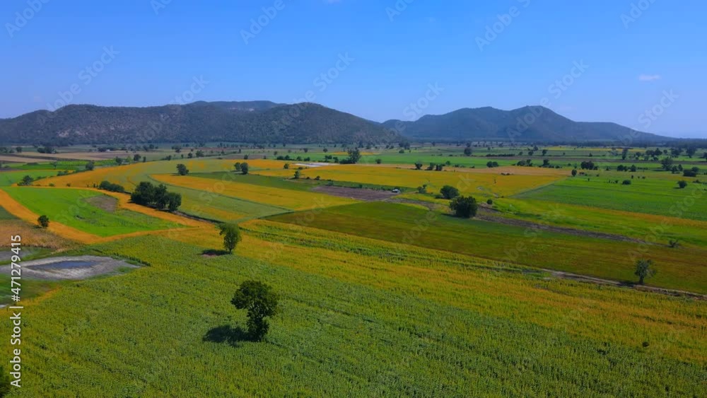 Aerial view crane shot and tilt down of Sunflower fields as wide as the eye can see near the mountains with blue sky at Lopburi - Nakhon Sawan province unseen Thailand. Aerial view crane shot and tilt down of Sunflower fields as wide as the eye can see near the mountains with blue sky at Lopburi - Nakhon Sawan province unseen Thailand.