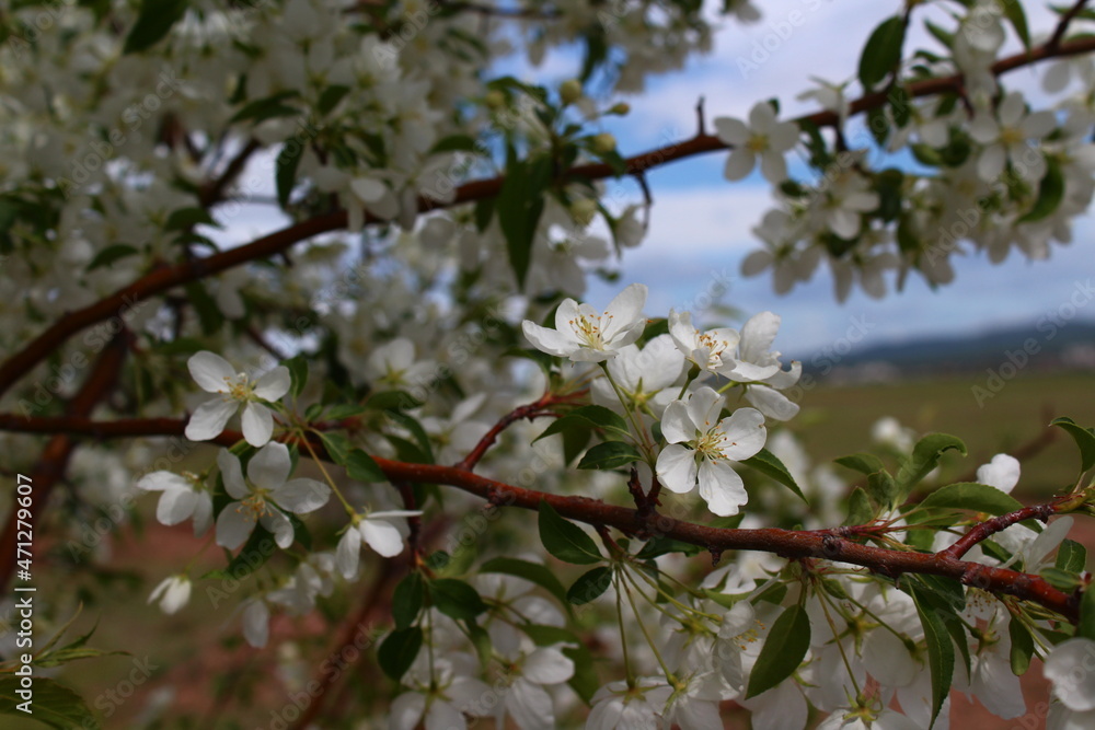 Malus sieboldii, commonly called Siebold's crab, Siebold's crabapple or Toringo crabapple, is a species of crabapple in the family Rosaceae Malus sieboldii, commonly called Siebold's crab, Siebold's crabapple or Toringo crabapple, is a species of crabapple in the family Rosaceae