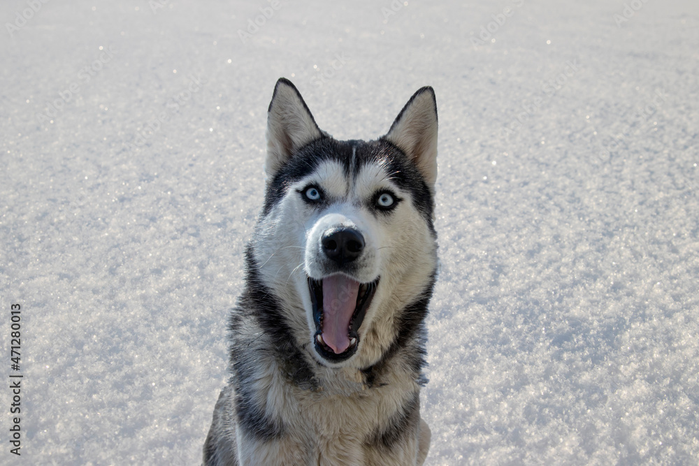 Naklejka premium Husky dog.