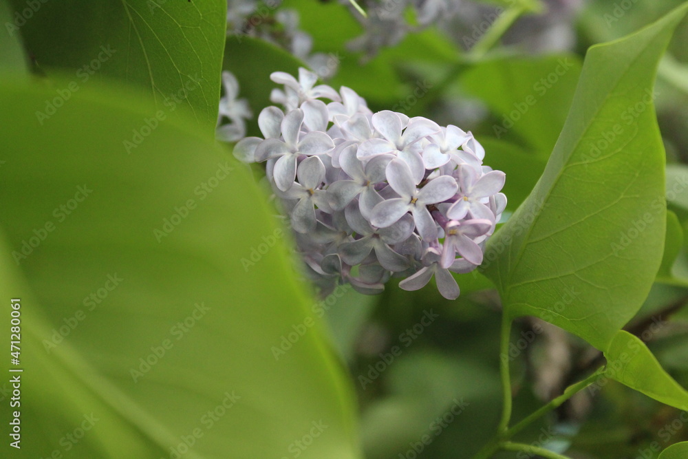 Lilac flowers blooming syringa tree flowering woody plant
