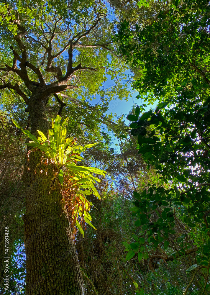 Raffia Palm rainforest - Kosi Bay - obrazy, fototapety, plakaty 