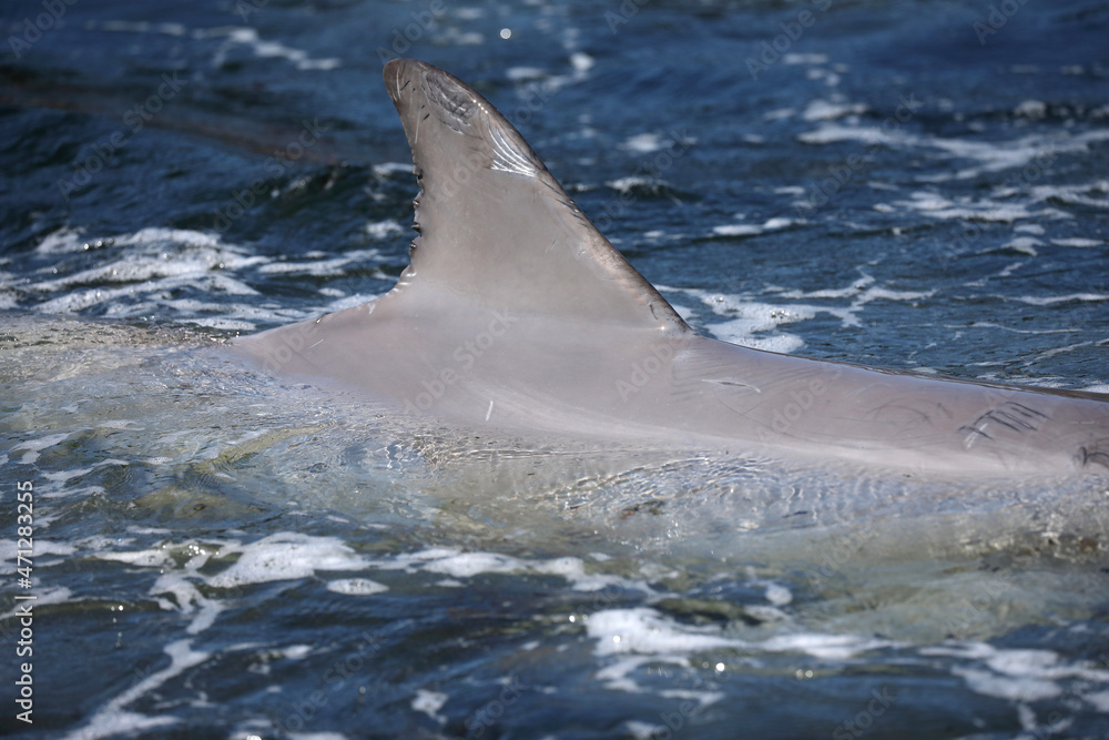 Naklejka premium A dorsal fin of a Common Bottlenose above the water 