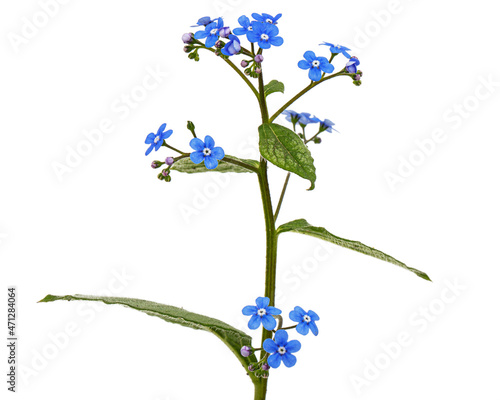 Blue flowers of brunnera, forget-me-not, myosotis, isolated on white background photo