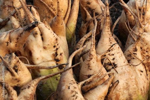 Pile of mangelwurzels, a cultivated root vegetable used as a fodder crop for feeding livestock photo