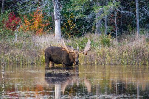 A bull moose in a pond chewing on lily pads, for snack, in autumn. Shot in Algonquin Park, Ontario, Canada. photo