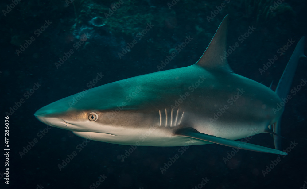 Fototapeta premium Caribbean reef shark (Carcharhinus perezi) on the reef off the Dutch Caribbean island of Sint Maarten