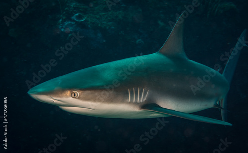 Caribbean reef shark   Carcharhinus perezi  on the reef off the Dutch Caribbean island of Sint Maarten