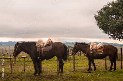 herd of horses © v4nish3d