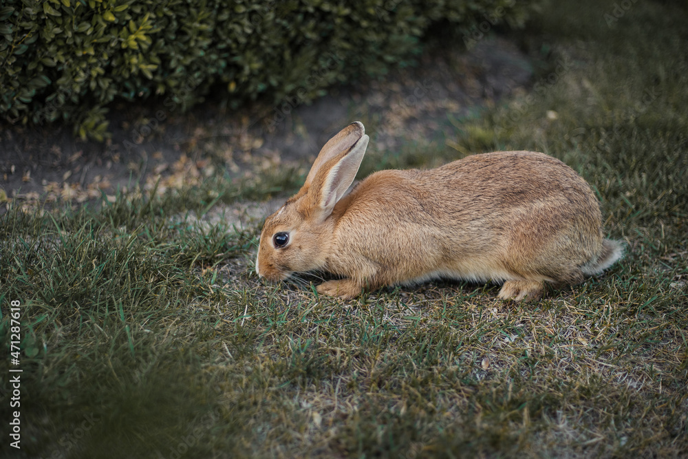 Wild young rabbit eating grass. Brown hare with clear blurred green background. Wild young rabbit eating grass. Brown hare with clear blurred green background.
