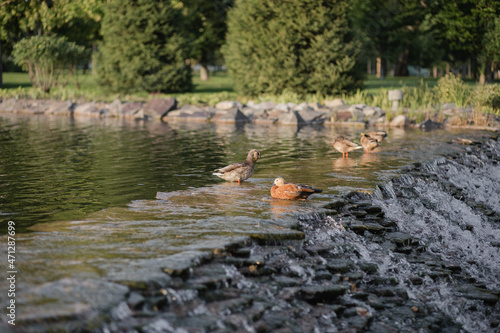 Ducks swim on the lake. Beautiful natural landscape, summer ducks on the lake. © Iryna Yablonska