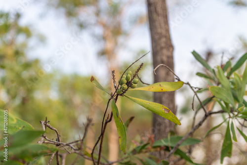 Bush Tucker, Milky Plums photo