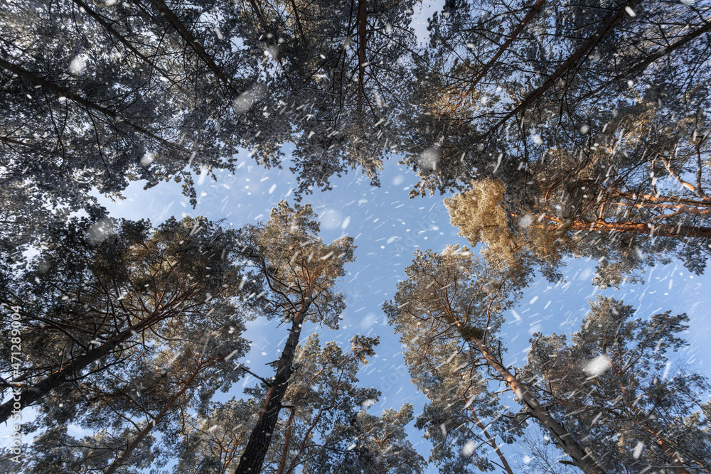 treetops, wonderful winter scene in the forest with falling snow effect. calm afternoon walk in great sunlight and snow . treetops, wonderful winter scene in the forest with falling snow effect. calm afternoon walk in great sunlight and snow .