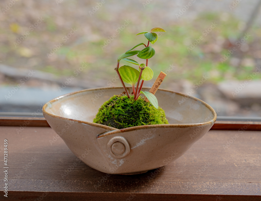 小さな苔の盆栽 小さな苔の盆栽