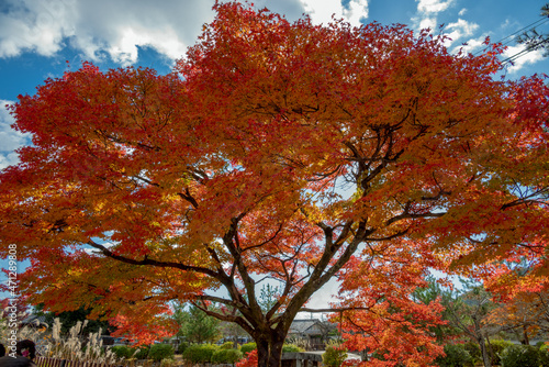 一本の紅葉の木