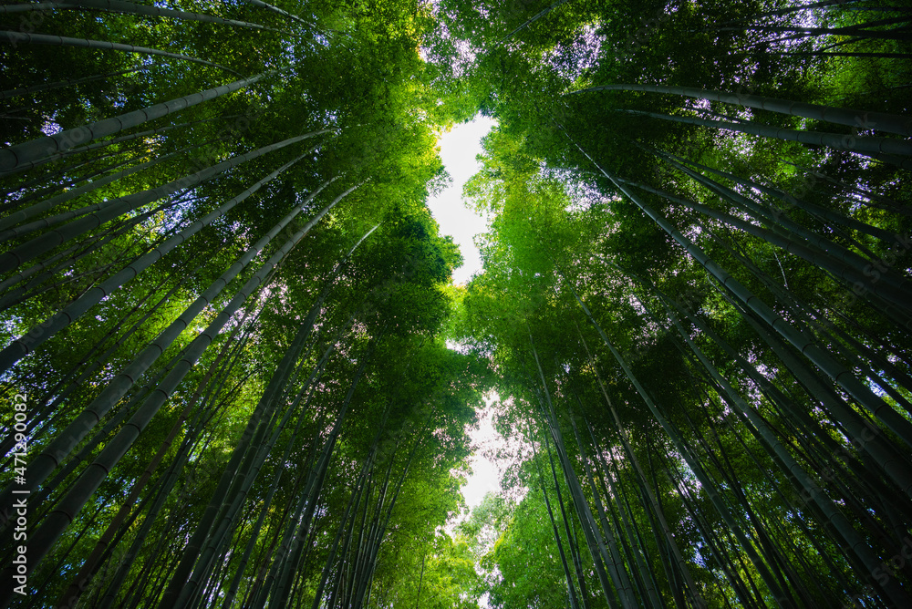 嵐山の竹林