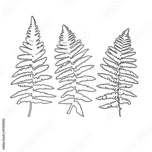 Vector leaves isolated black. Realistic hand drawn leaves illustration set on white background.