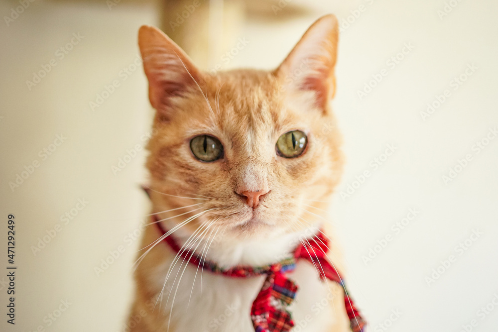 Fototapeta premium Portrait of ginger cat with ribbon