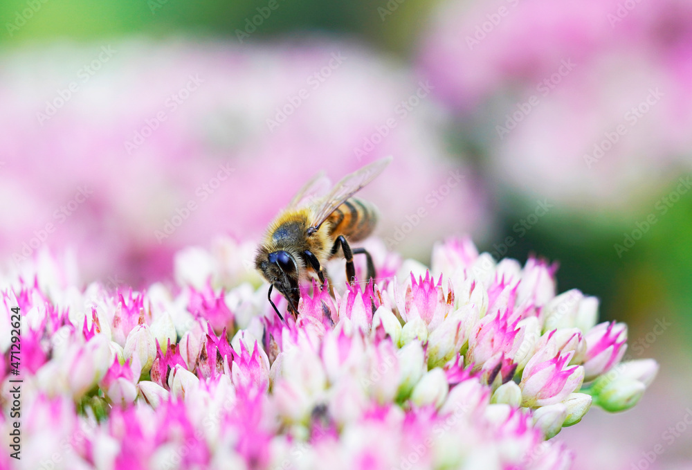 Bee collects nectar on sedum flowers. Close up of the insect. Apis mellifera. Bee collects nectar on sedum flowers. Close up of the insect. Apis mellifera.