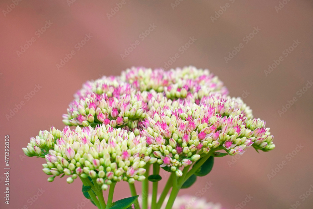 Obraz premium Close-up of the sedum flowers at the beginning of the flowering period.