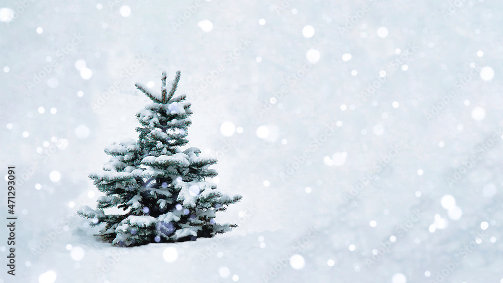 A Christmas tree with snow on the branches in an open space stands in a snowfall. A Christmas tree with snow on the branches in an open space stands in a snowfall.