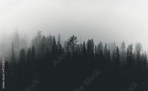 Foggy Trees © Denise Hoffgaard