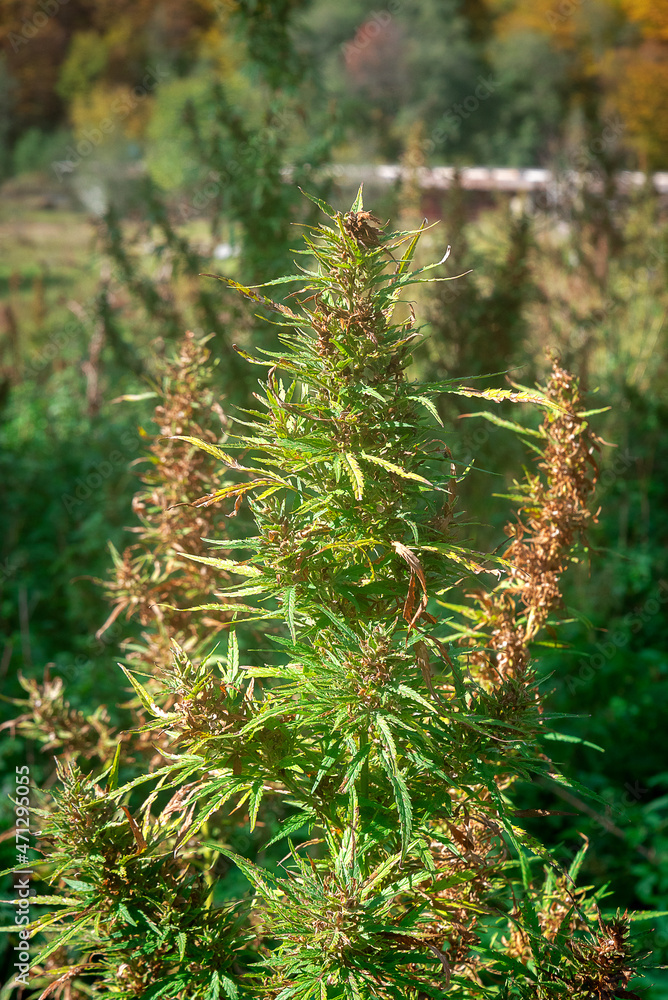 cannabis bush growing outdoors cannabis bush growing outdoors